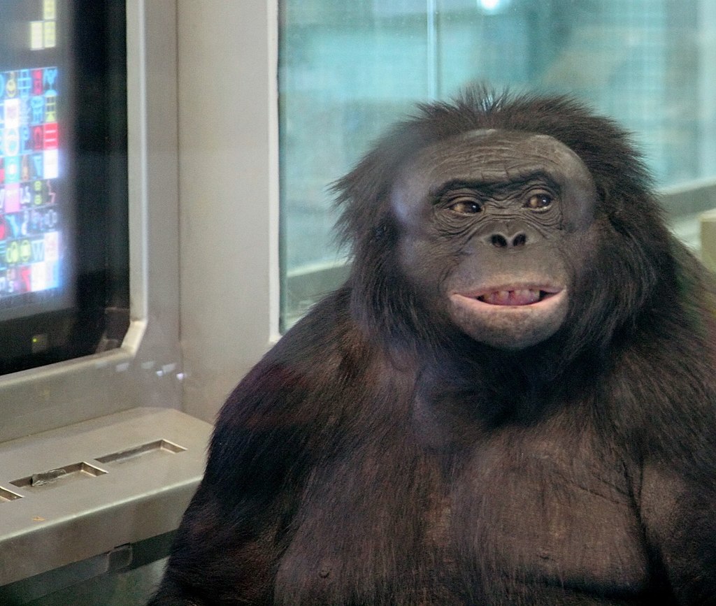 Kanzi_in_the_indoor_test_apparatus.jpg