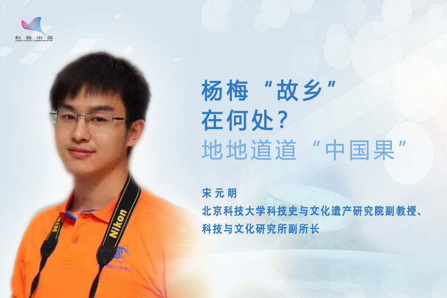 杨梅.png